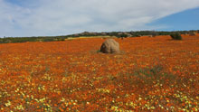 Wildflowers, Namaqualand